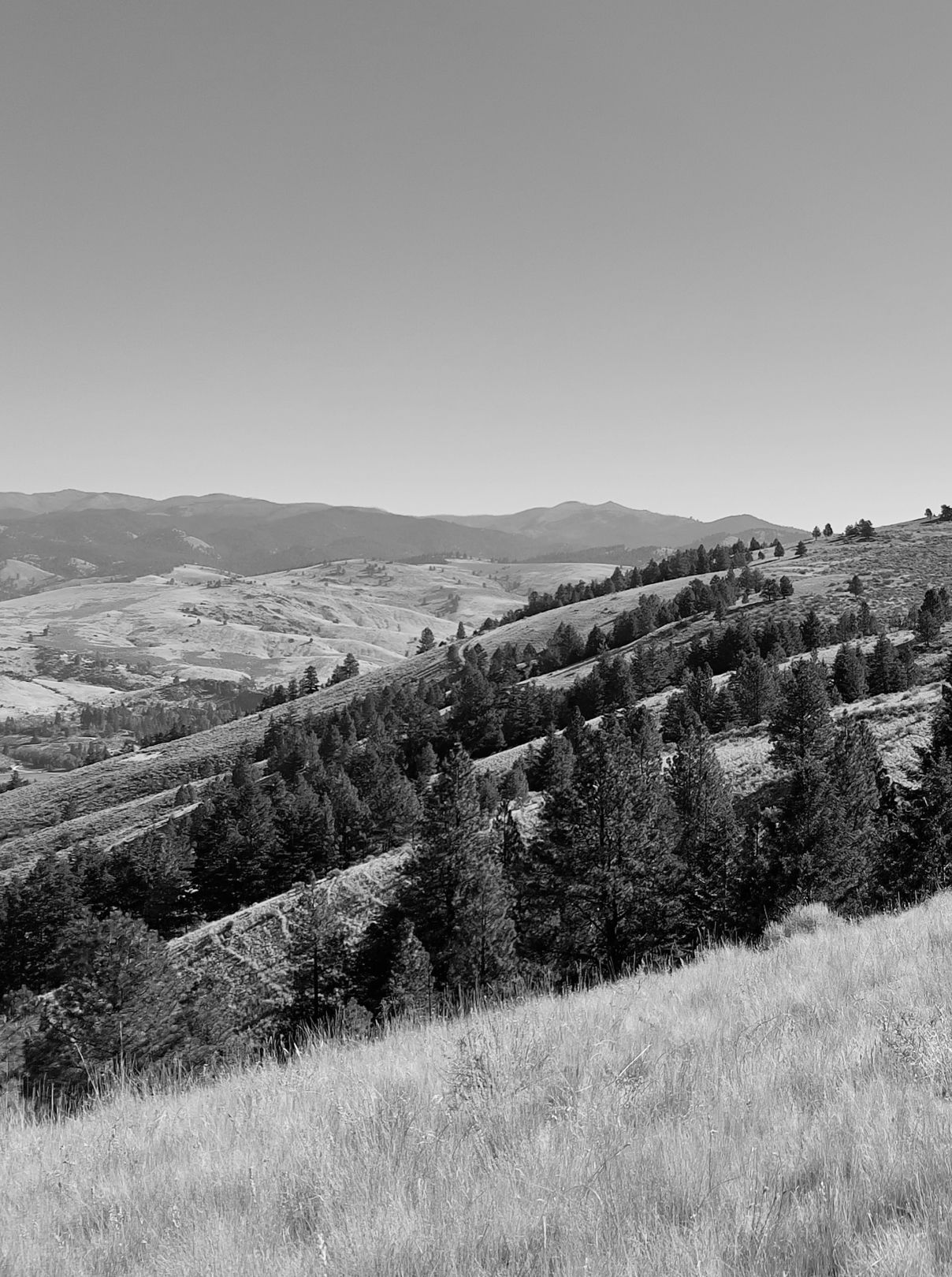 Rolling ranchland with scattered fir trees