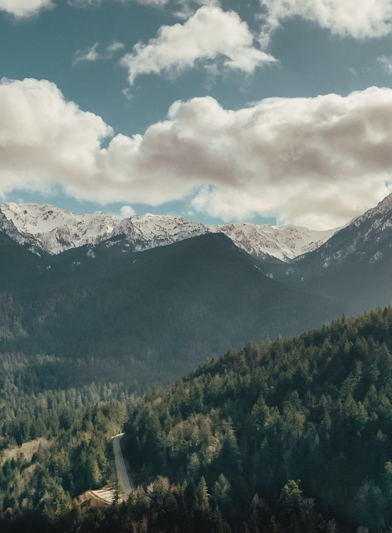 Mixed fir and pine forest in a mountain valley