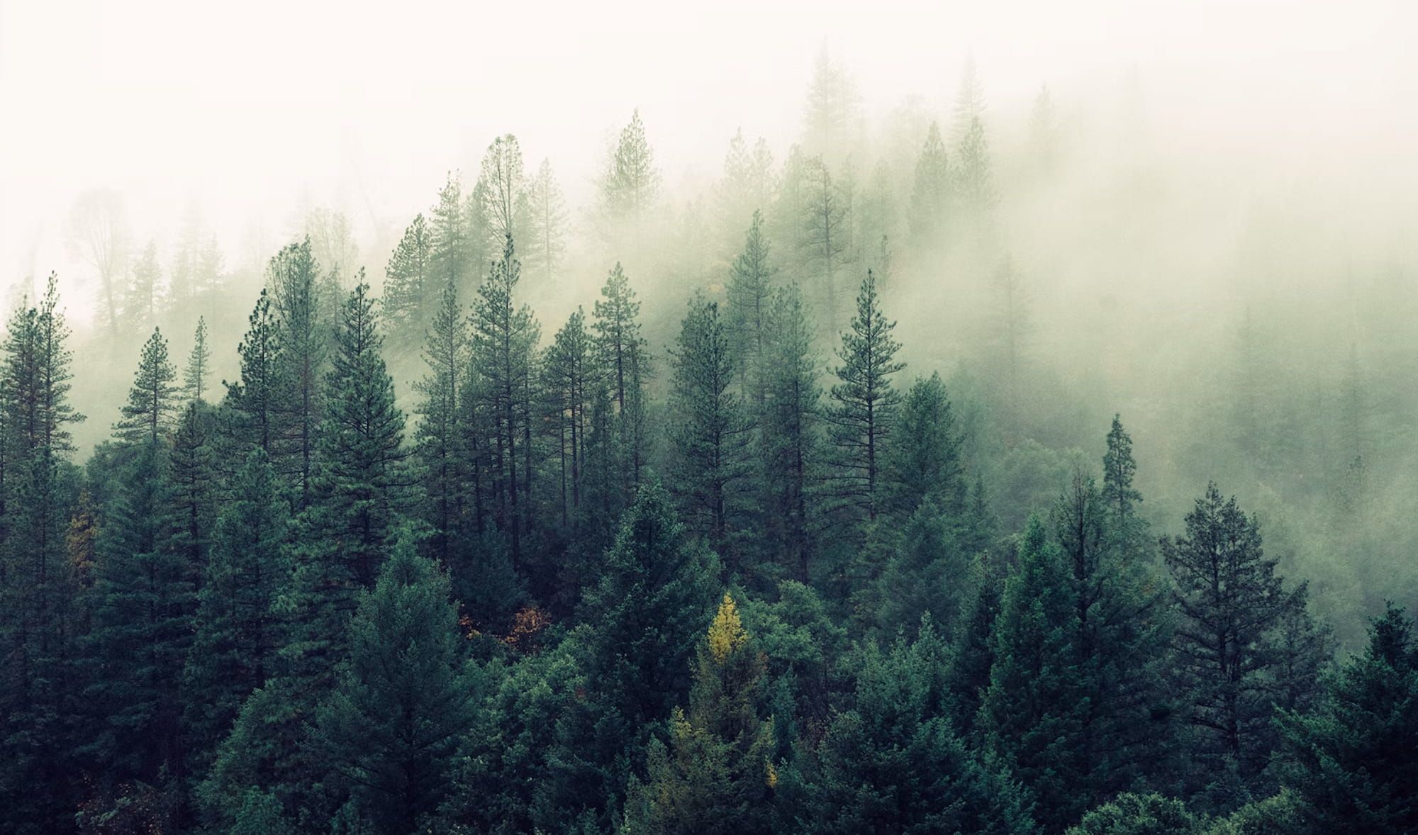 Fog drifting through evergreen treetops