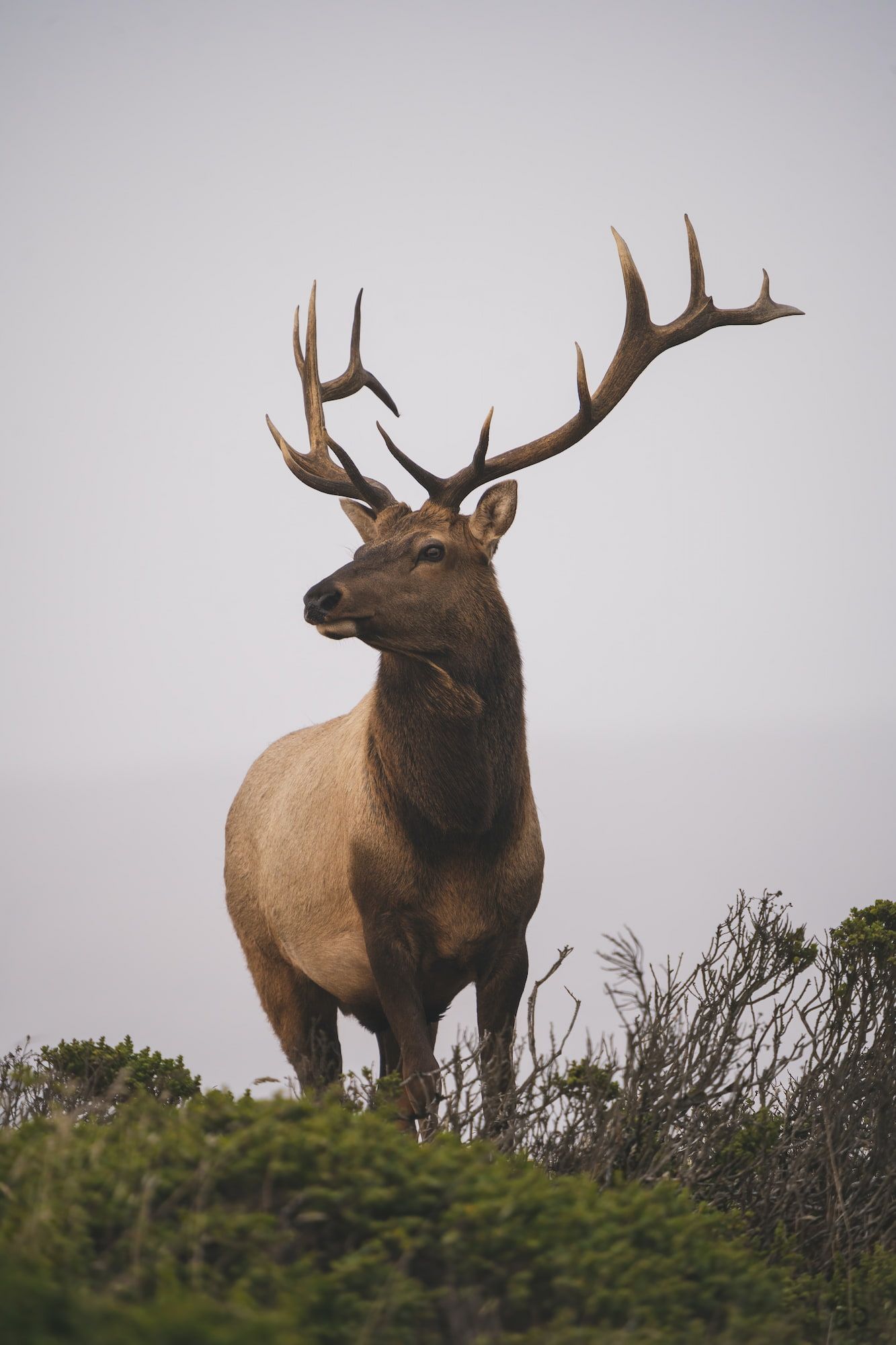Bull elk in morning fog
