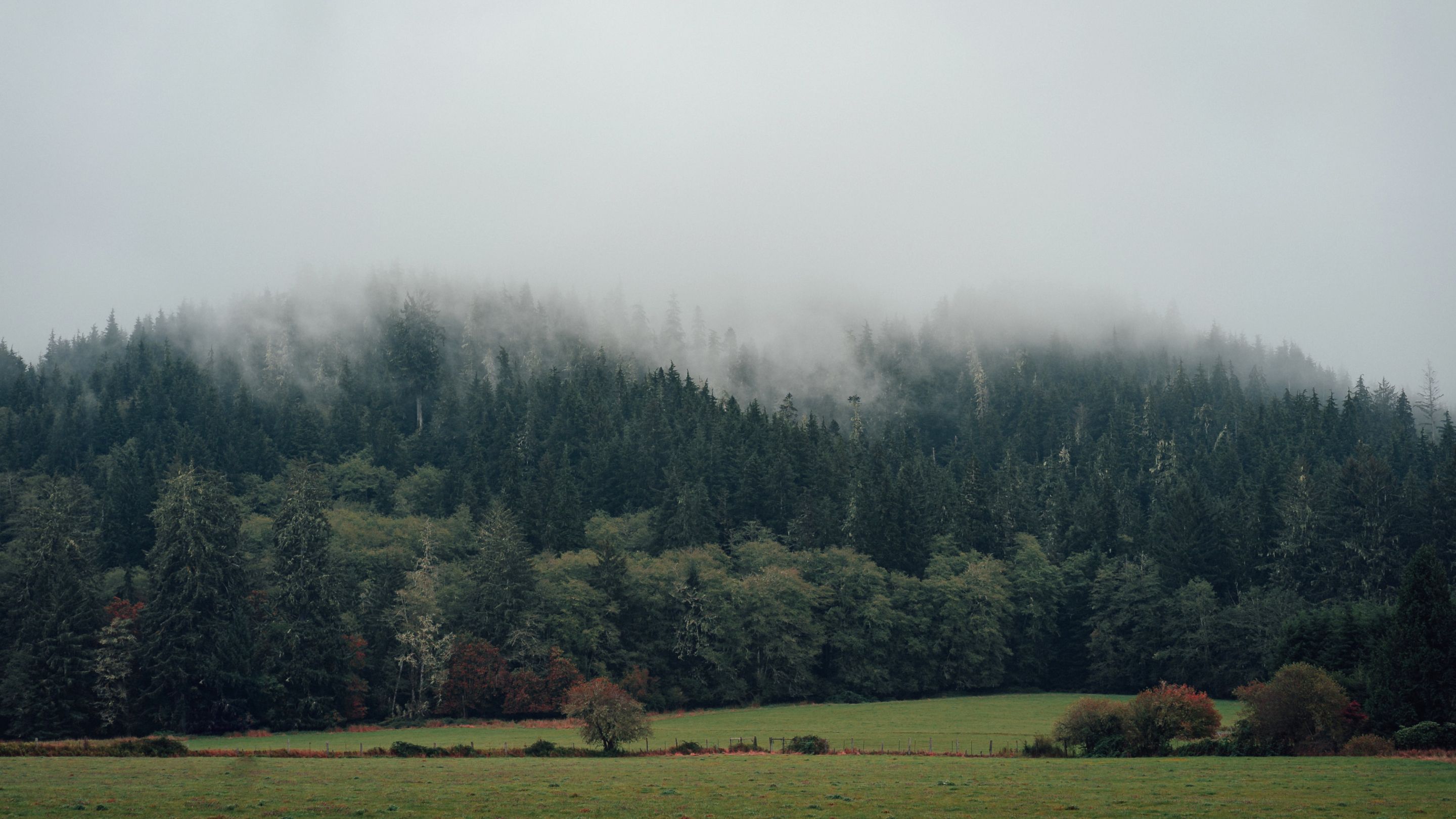 Fog over a forested hillside and meadow